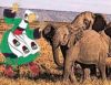 becassine.et.les.elephants.jpg
