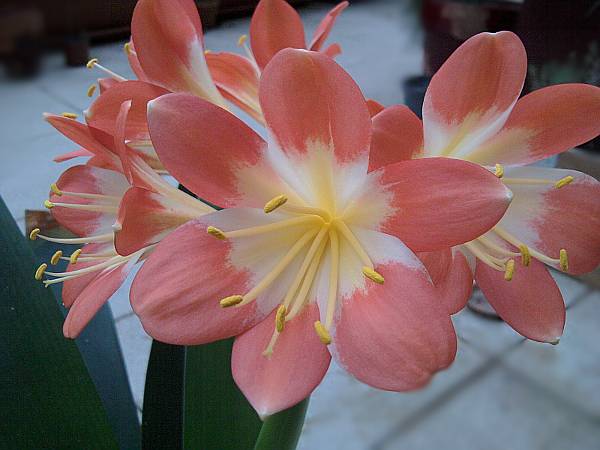 clivia2.jpg