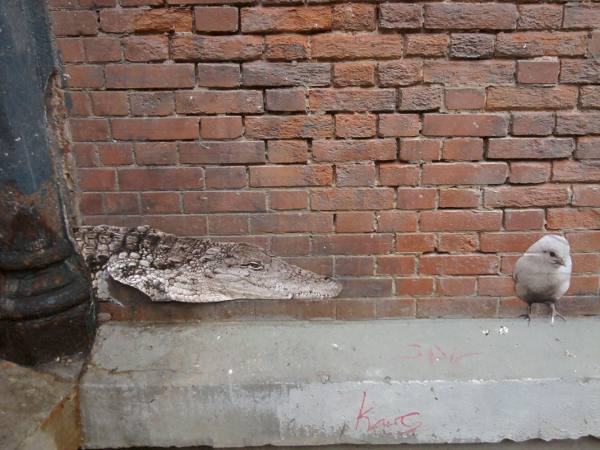 crocoiseau.jpg, nov. 2011 crocoiseau.jpg