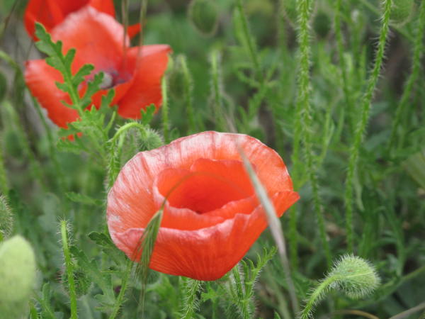 coquelicots.jpg