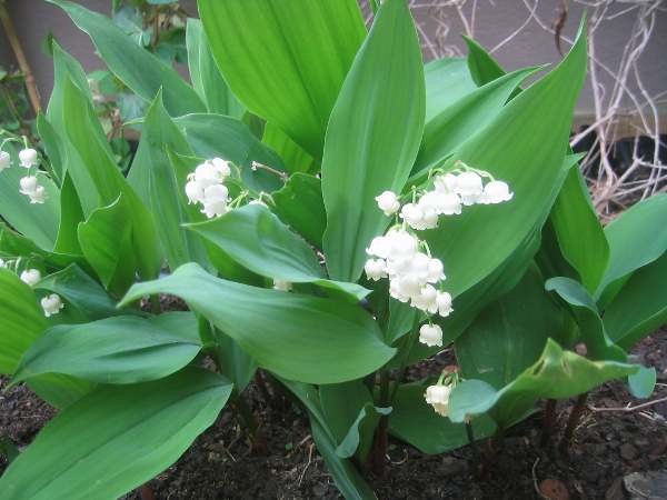 muguet.jpg